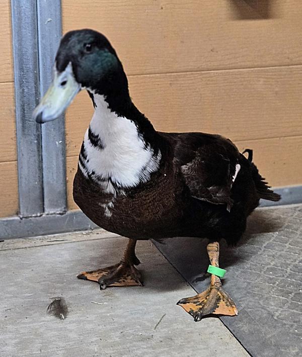 Enlarge Earl Grey, a Adoptable mixed breed in Monterey, CA image 2/3