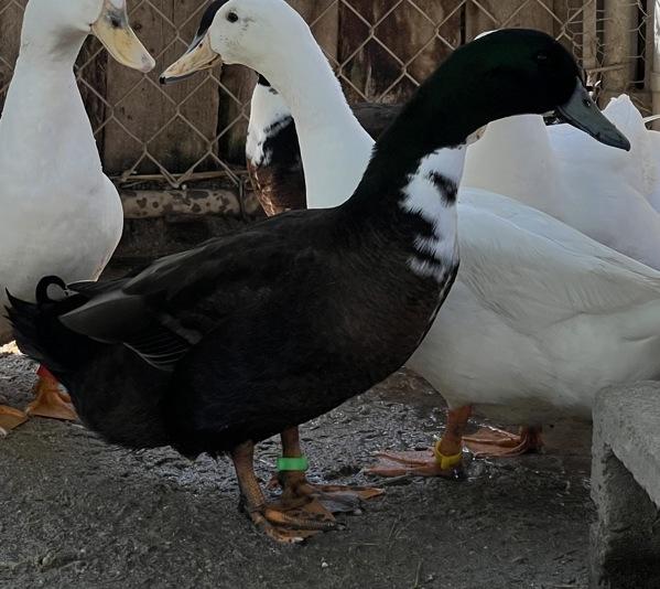 Enlarge Earl Grey, a Adoptable mixed breed in Monterey, CA image 3/3