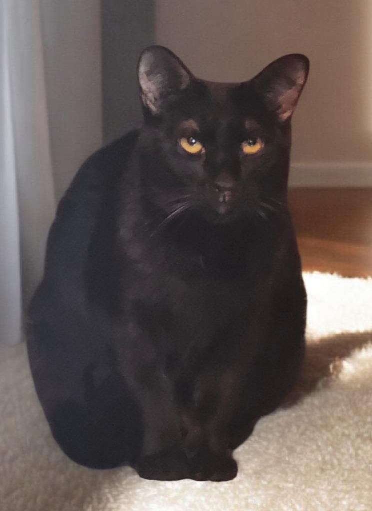 Black Jack, a Adoptable mixed breed in Marianna, FL image 2/2