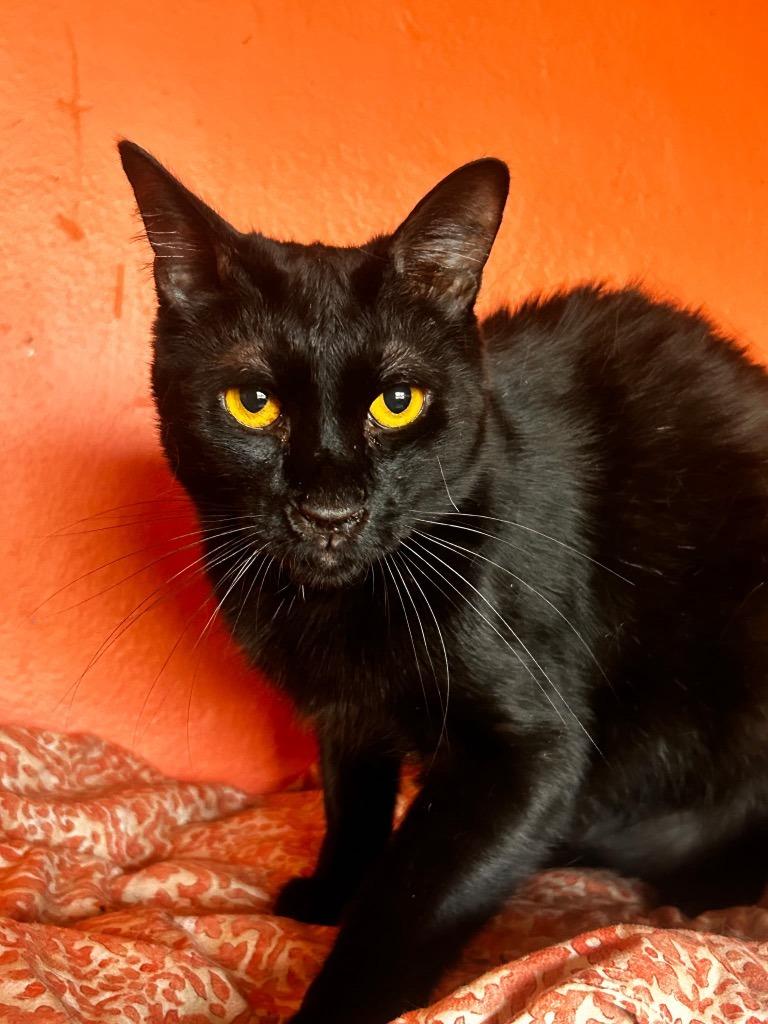 Enlarge Black Jack, a Adoptable mixed breed in Marianna, FL image 2/2
