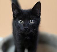 Enlarge Britannica (Echo), a Adoptable mixed breed in Richmond, BC image 1/1