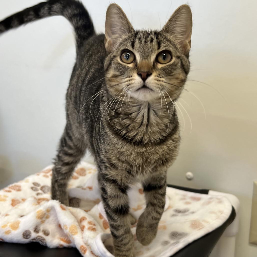 Sugar Cookie thumbnail 2