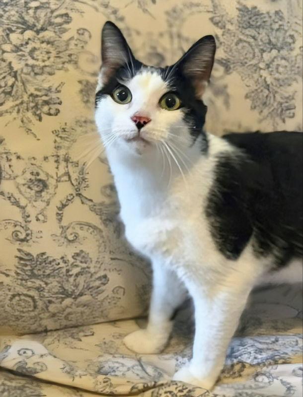 Enlarge Mayfield, a Adoptable Domestic Short Hair in Knoxville, TN image 1/3