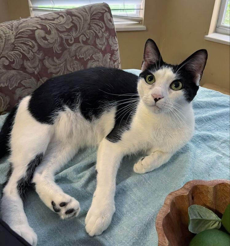 Mayfield, Adoptable, Young Male Domestic Short Hair.