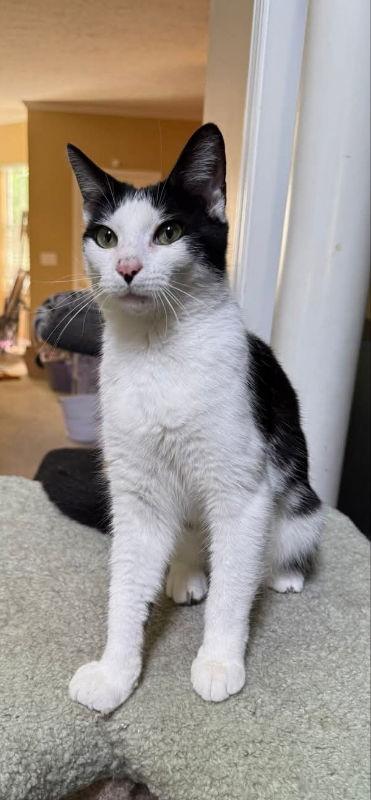 Enlarge Mayfield, a Adoptable Domestic Short Hair in Knoxville, TN image 3/3