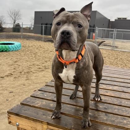 Enlarge Hades, a Adoptable mixed breed in Janesville, WI image 1/3