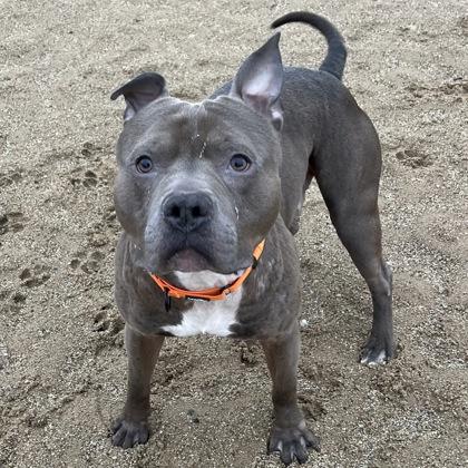 Enlarge Hades, a Adoptable mixed breed in Janesville, WI image 2/3