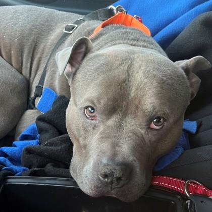 Enlarge Hades, a Adoptable mixed breed in Janesville, WI image 3/3