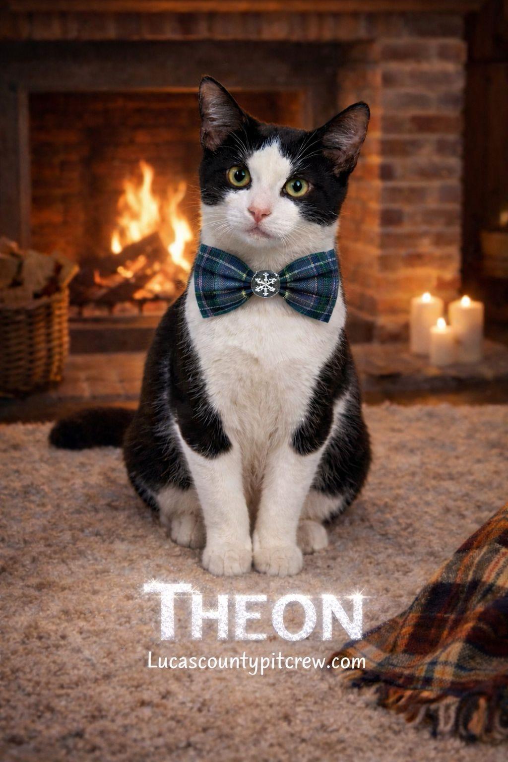 Theon, Adoptable, Kitten Male American Shorthair & Domestic Short Hair.