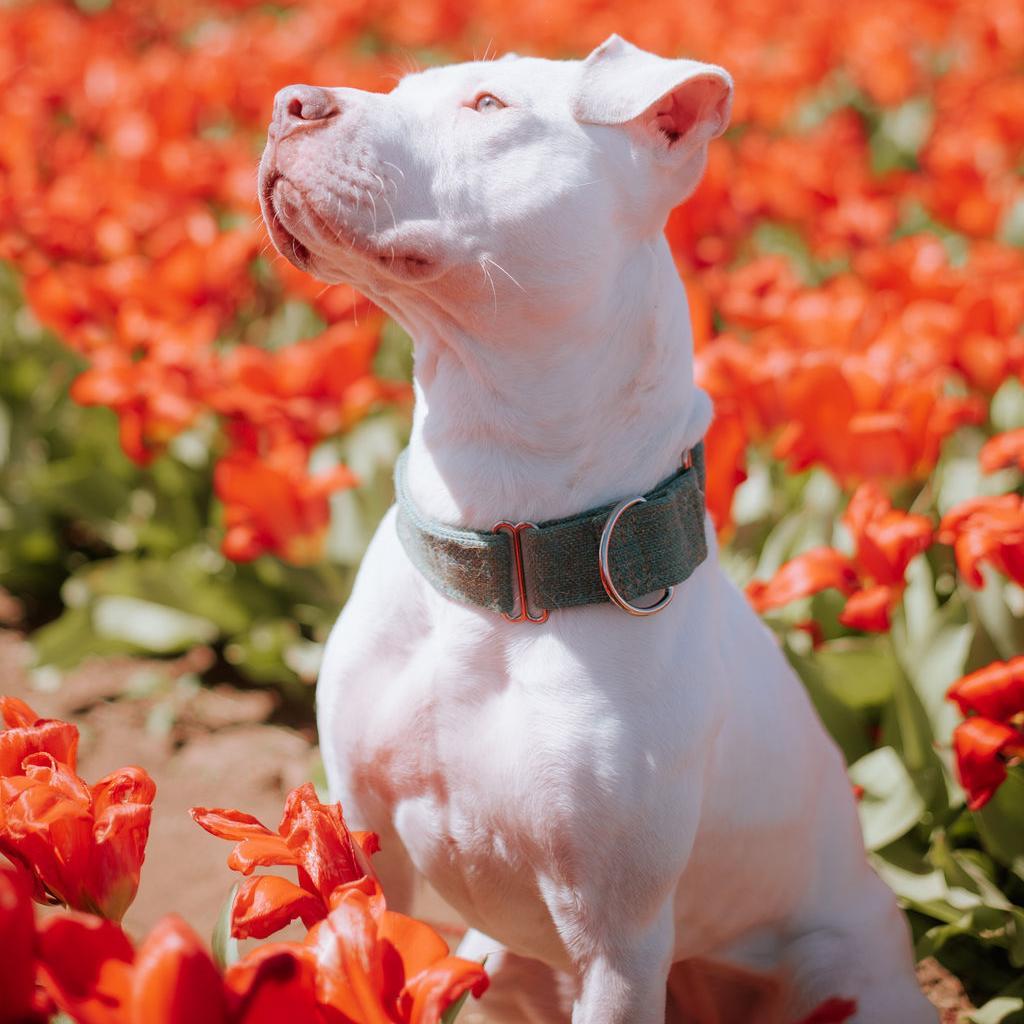 Mummy, Adoptable, Adult Female Pit Bull Terrier.