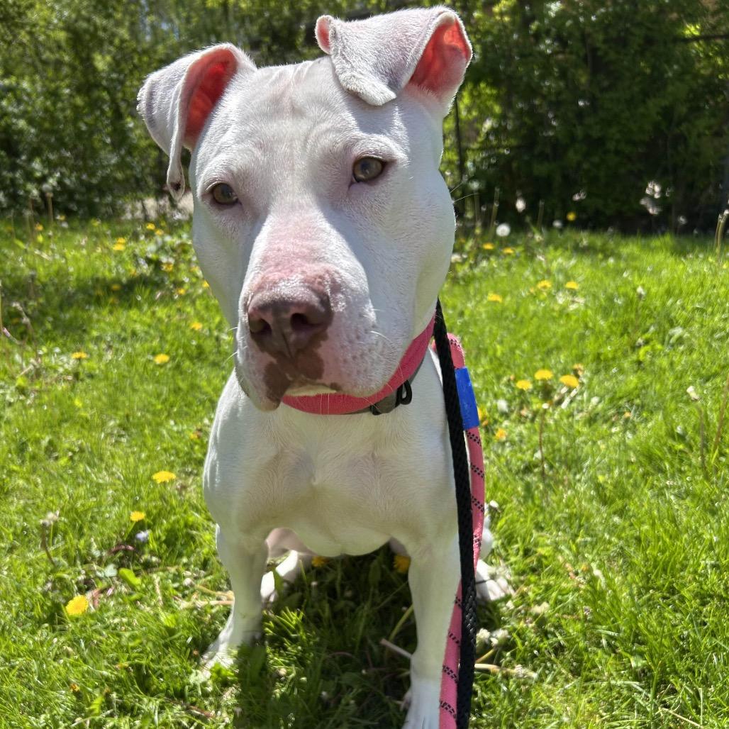 Enlarge Mummy, a Adoptable mixed breed in Northbrook, IL image 2/6