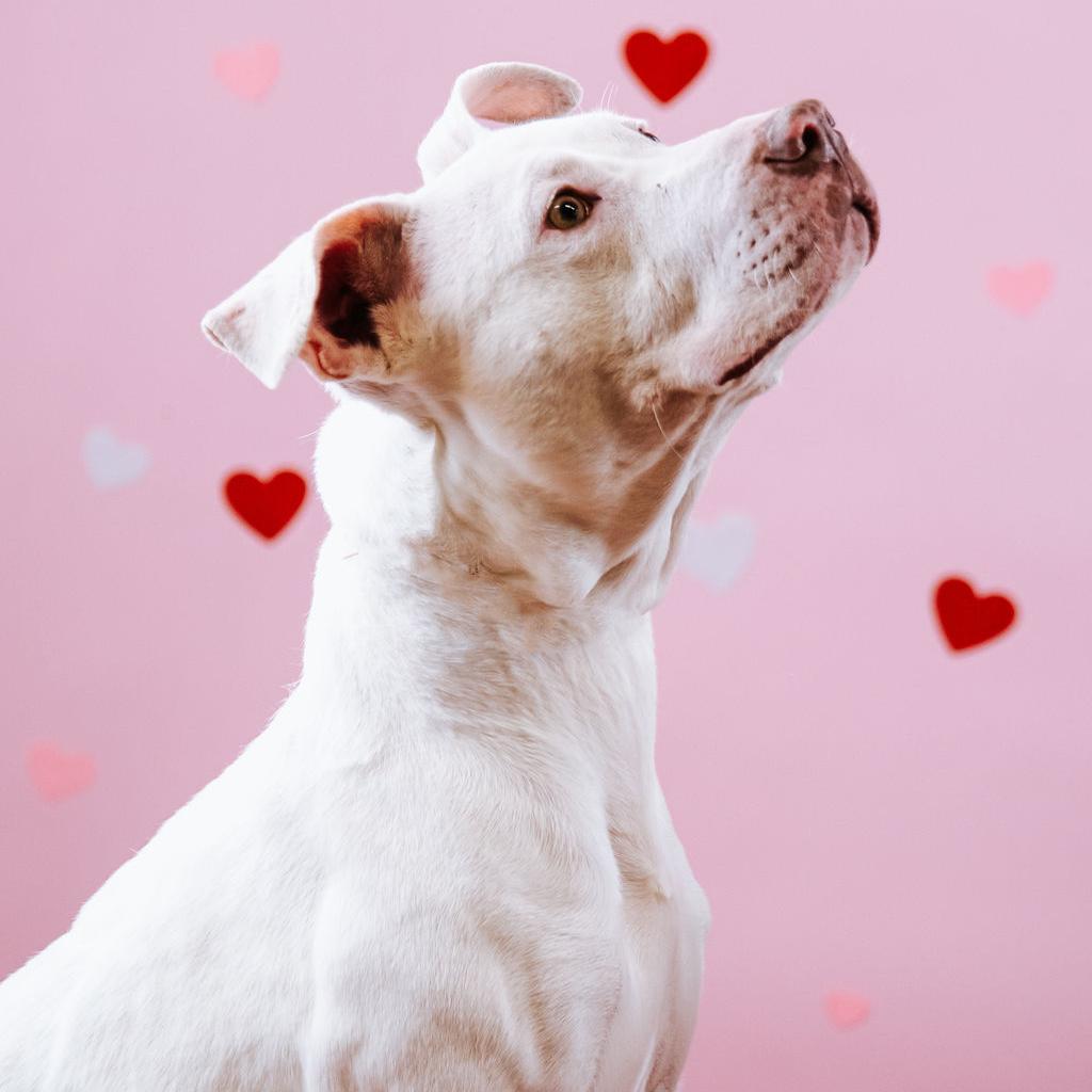 Mummy, a Adoptable mixed breed in Northbrook, IL image 2/6