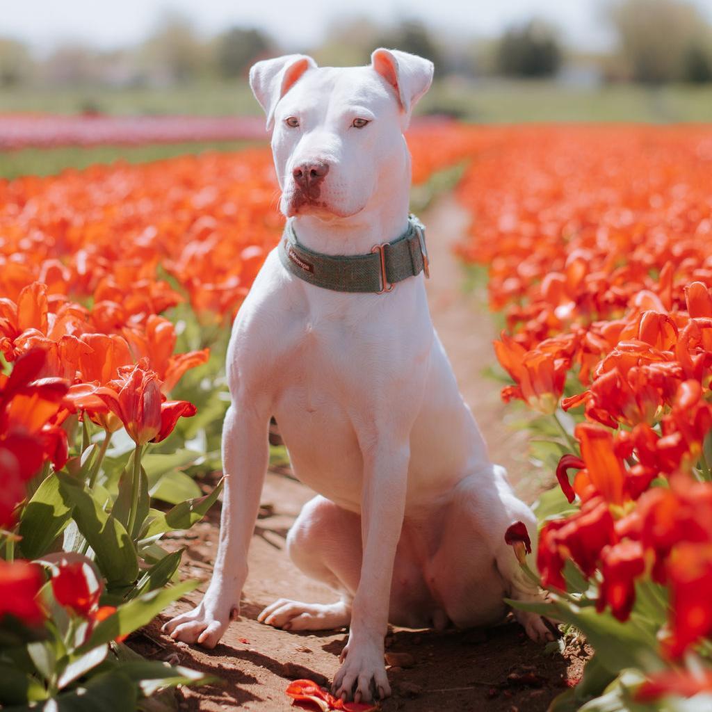 Mummy, a Adoptable mixed breed in Northbrook, IL image 4/6