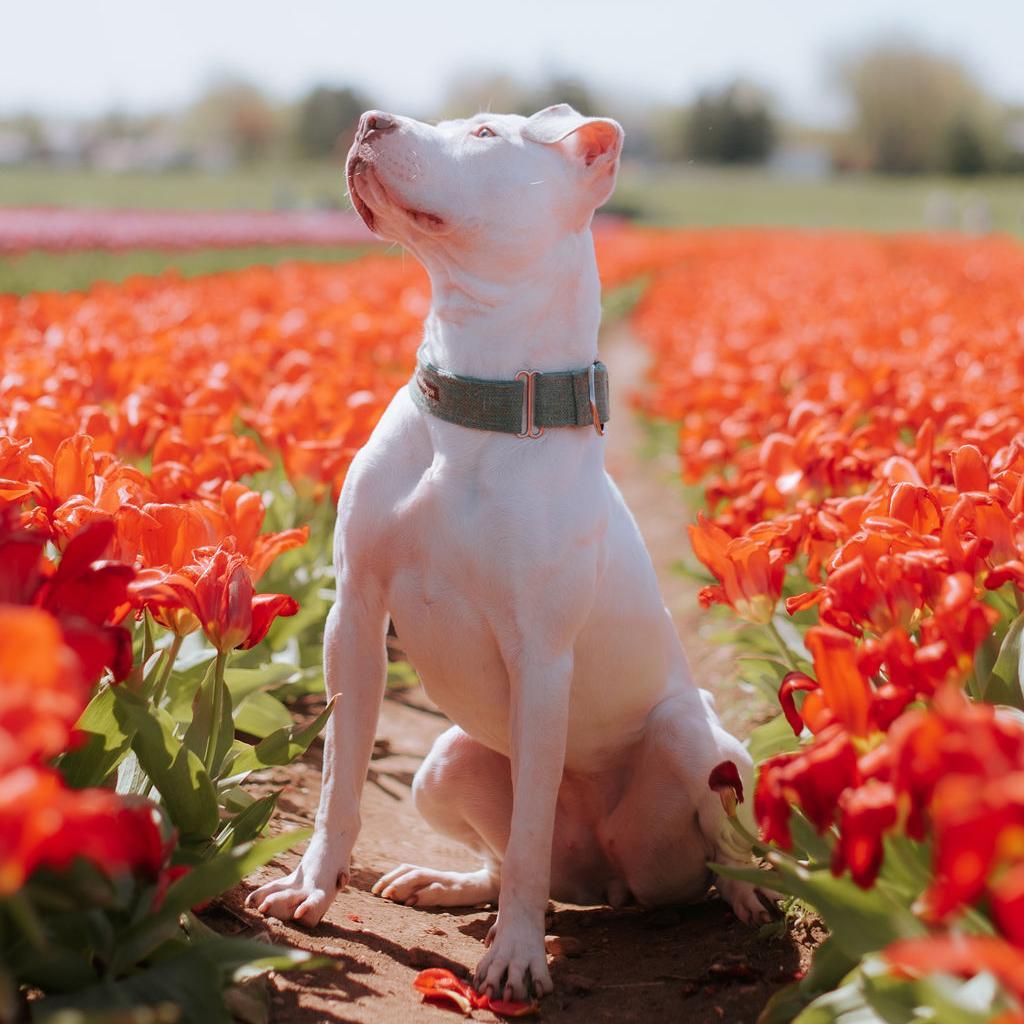 Mummy, a Adoptable mixed breed in Northbrook, IL image 5/6