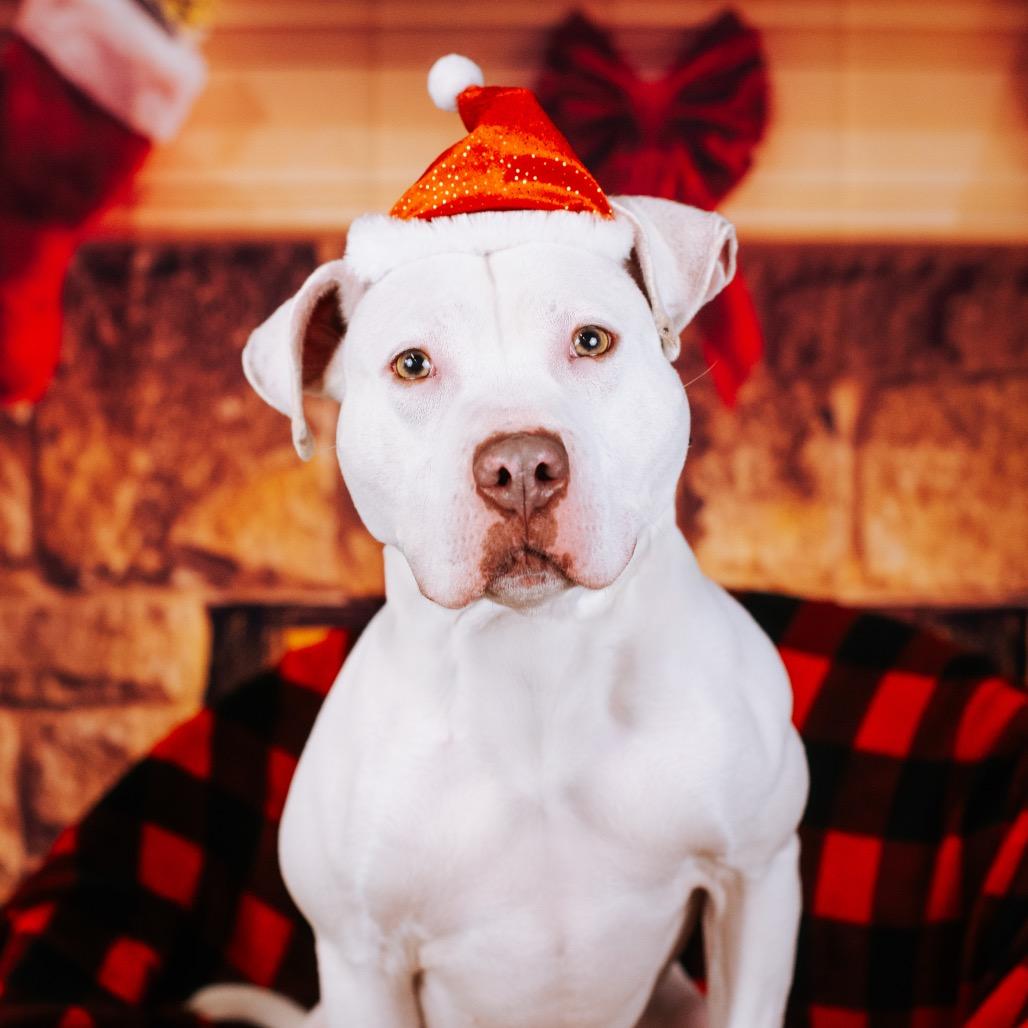 Mummy, a Adoptable mixed breed in Northbrook, IL image 6/6