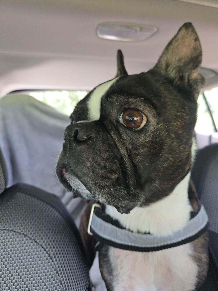Cosmo Kramer_ XXXX FL, Adoptable, Young Male Boston Terrier.