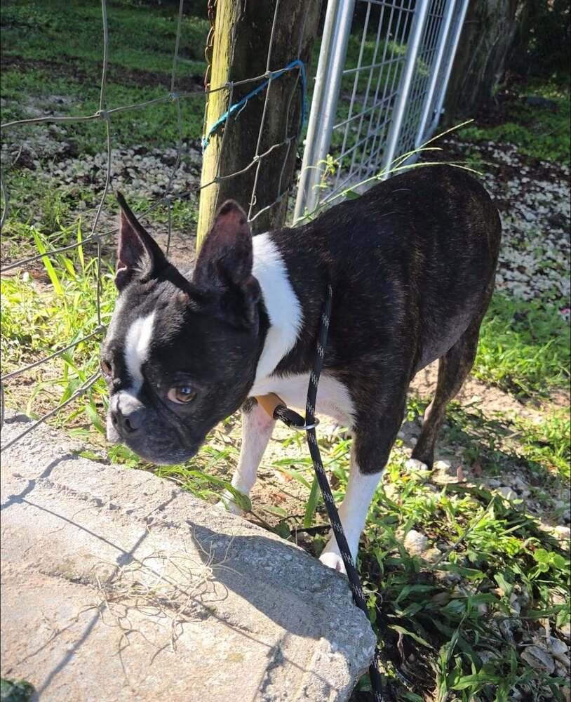 Cosmo Kramer_ XXXX FL, a Adoptable Boston Terrier in Maryville, TN image 2/3