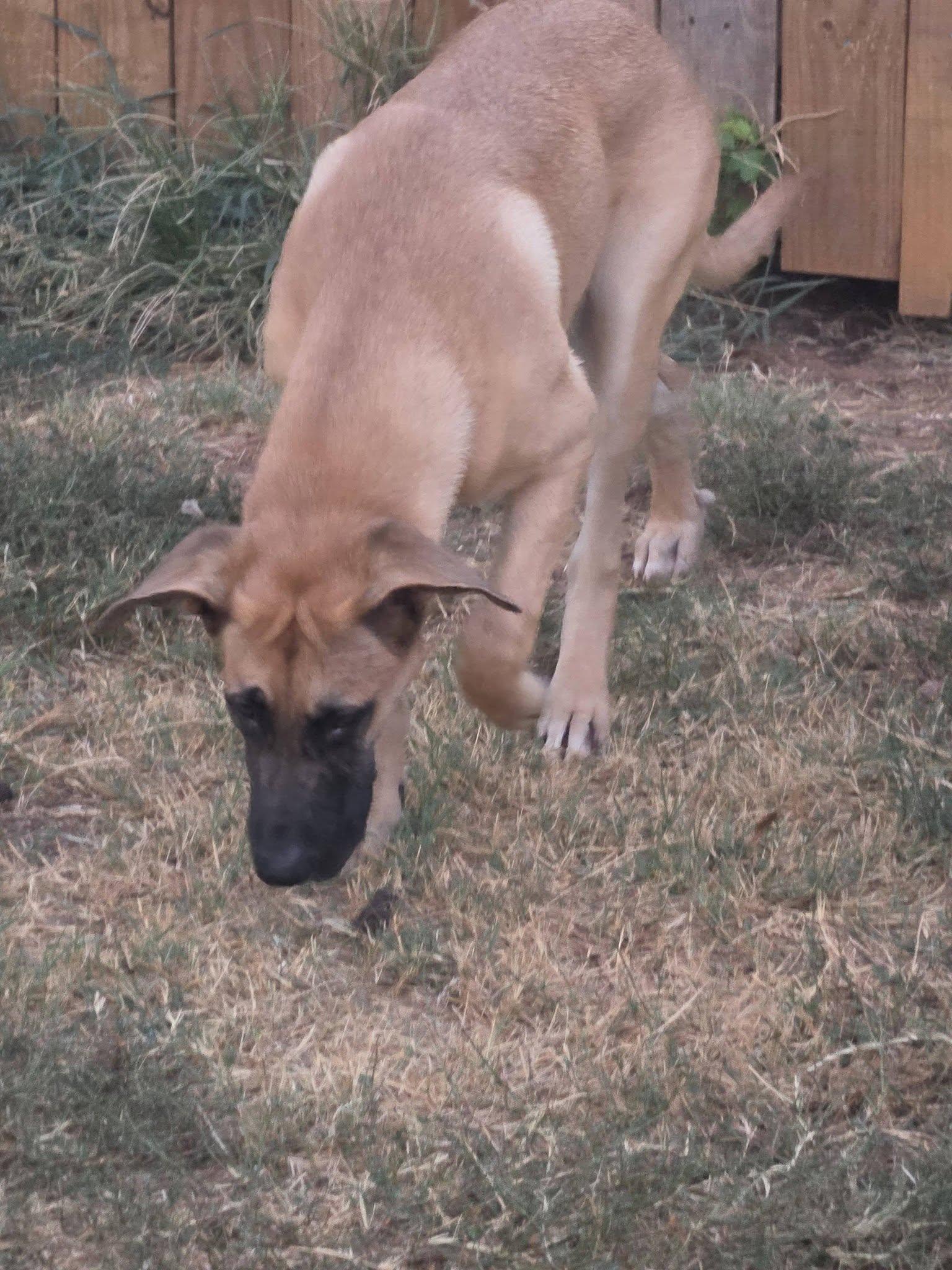 Moose, ADOPTABLE, Young Male Great Dane & German Shepherd Dog.