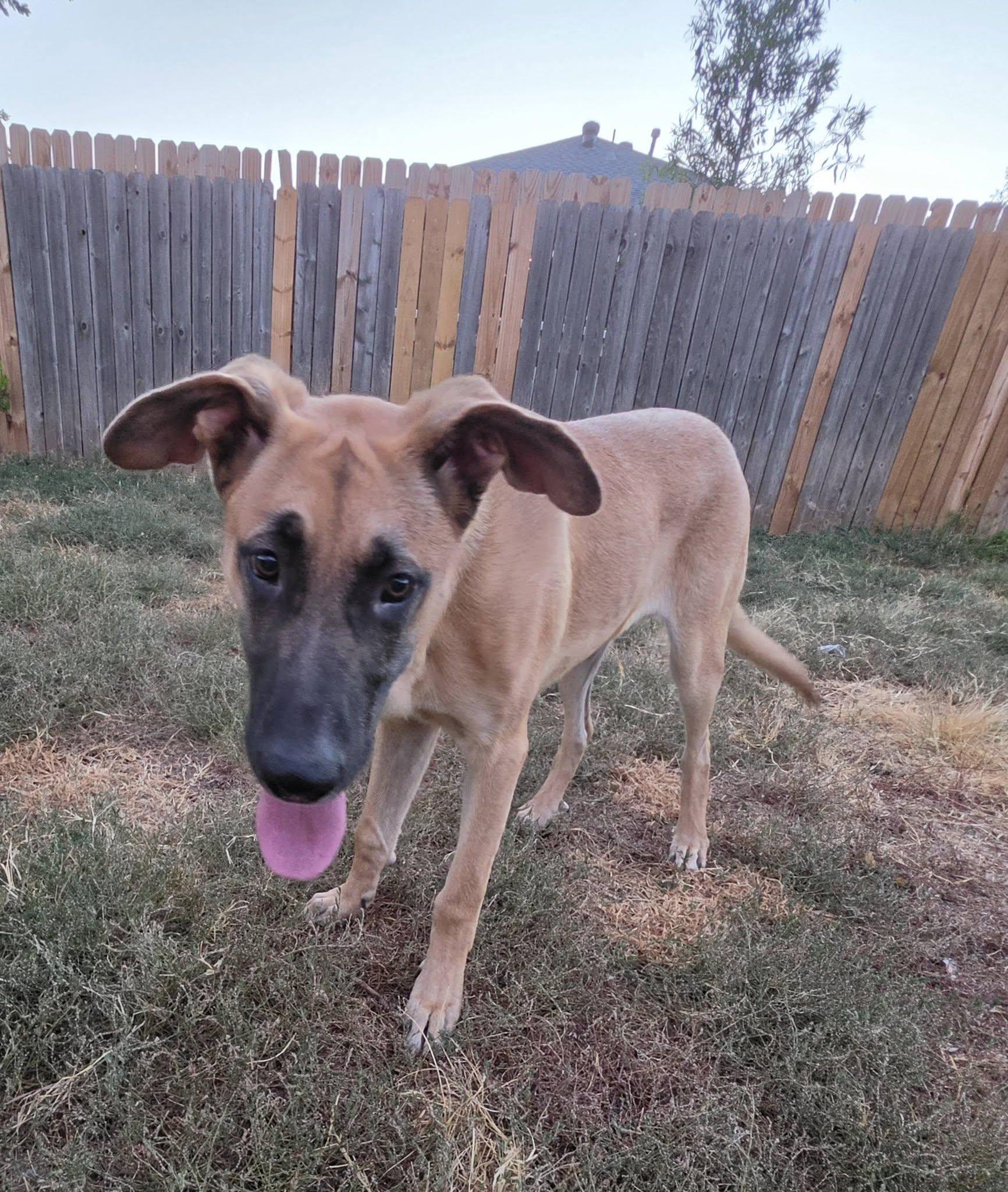 Enlarge Moose, a ADOPTABLE mixed breed in Oklahoma City, OK image 2/3