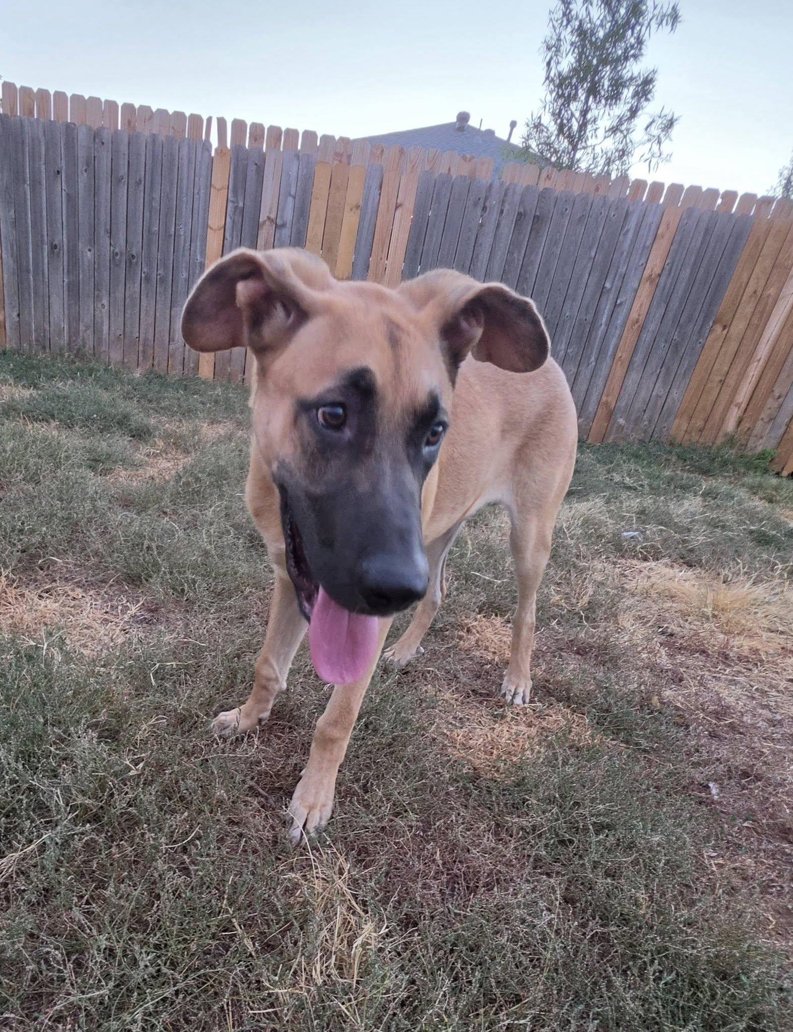 Enlarge Moose, a ADOPTABLE mixed breed in Oklahoma City, OK image 3/3