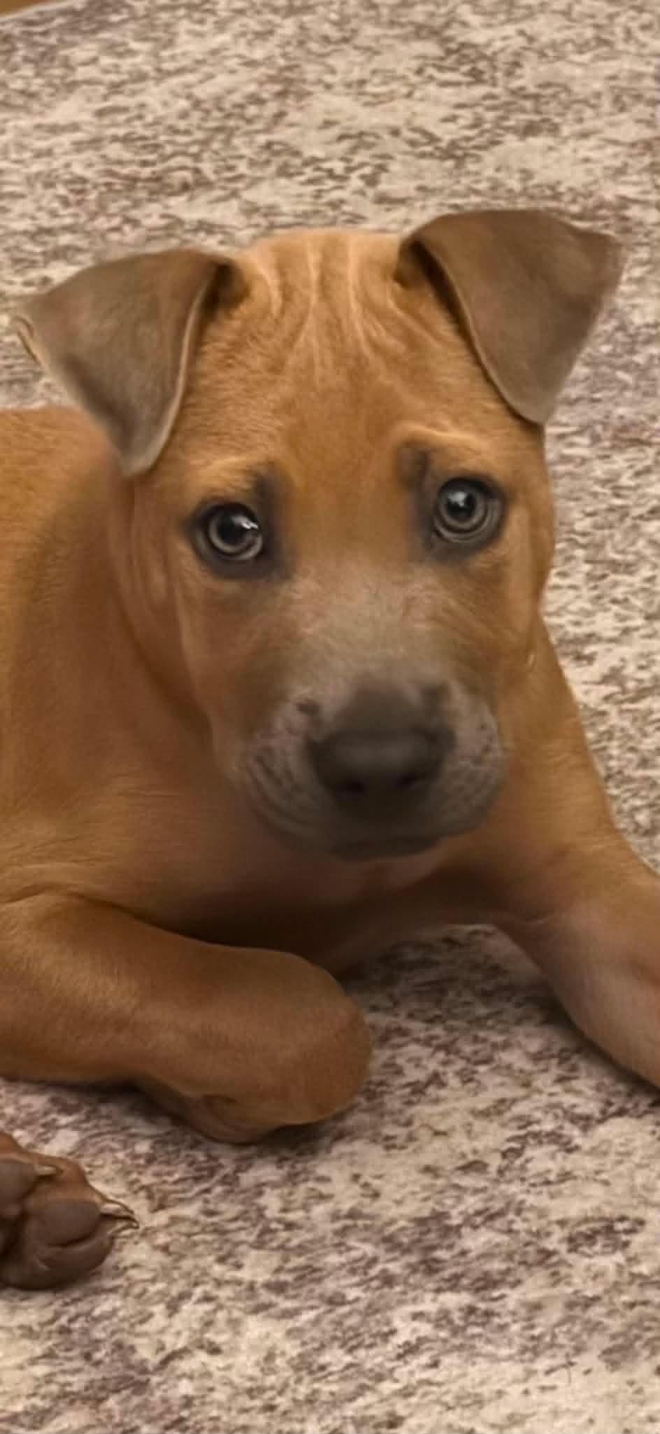 Tank, ADOPTABLE, Puppy Male Shepherd.