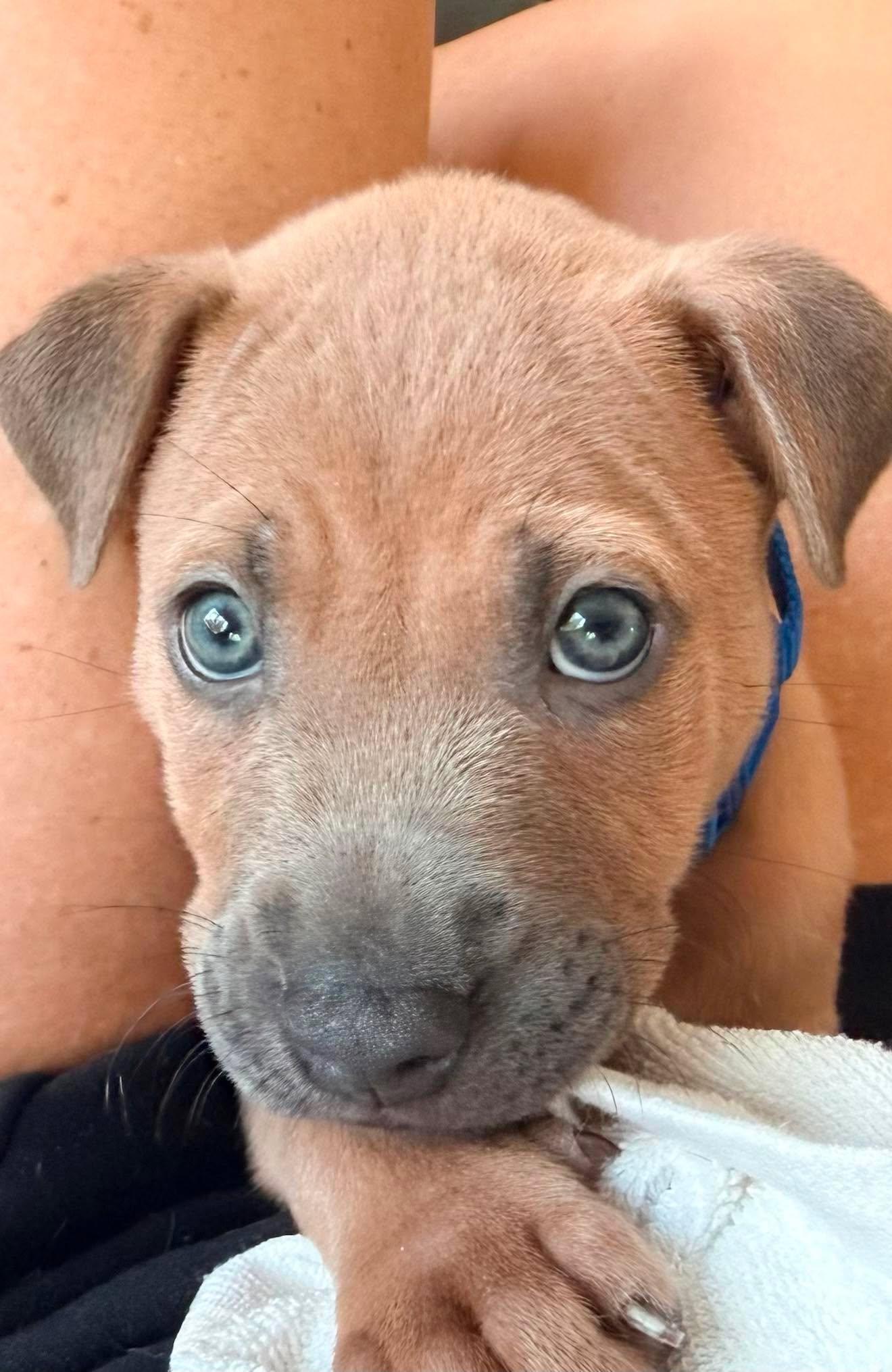 Tank, a ADOPTABLE mixed breed in Schertz, TX image 4/4