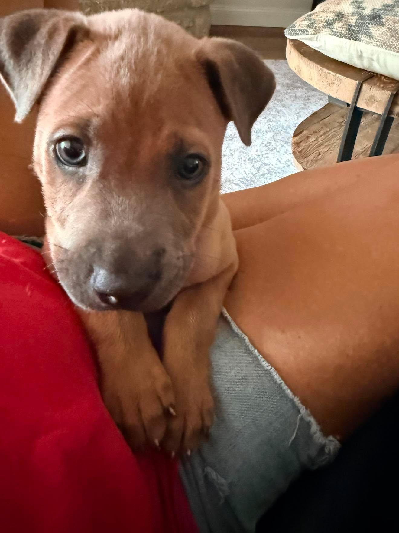Tank, a ADOPTABLE mixed breed in Schertz, TX image 3/4