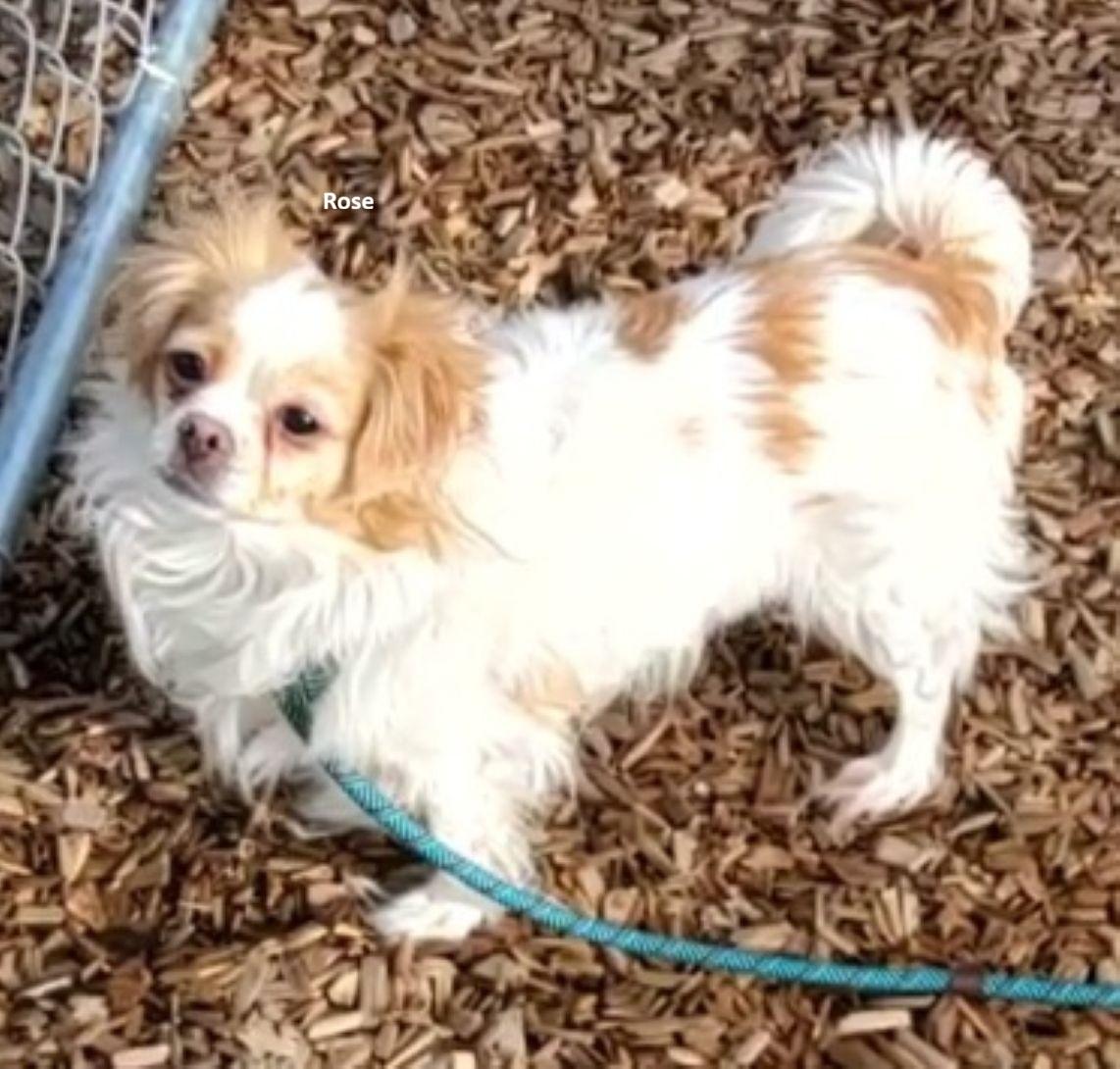 Rose, adopted, Adult Female Papillon & Cavalier King Charles Spaniel.