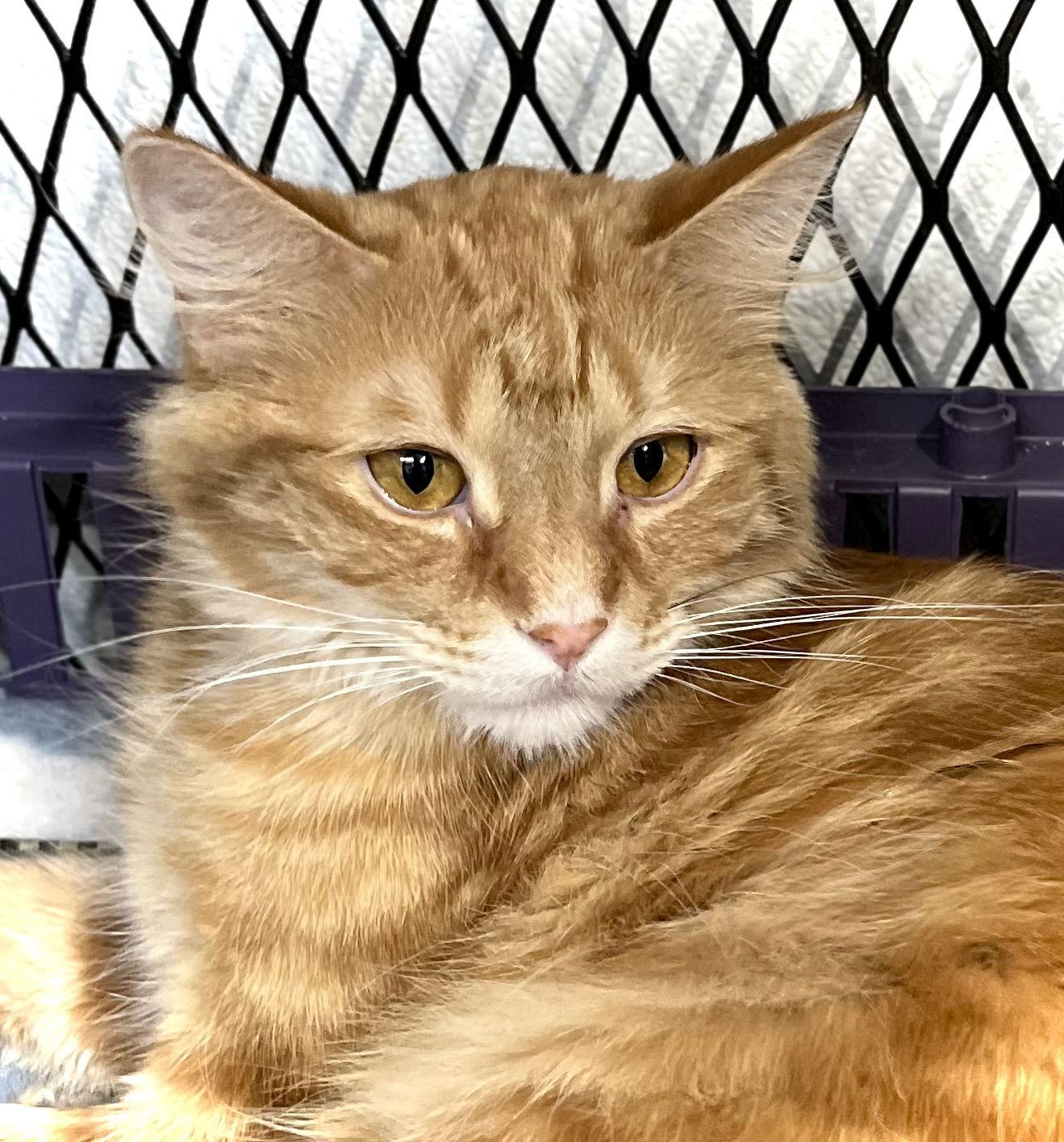 Enlarge Valencia, a Adoptable Domestic Long Hair in Estherville, IA image 1/3