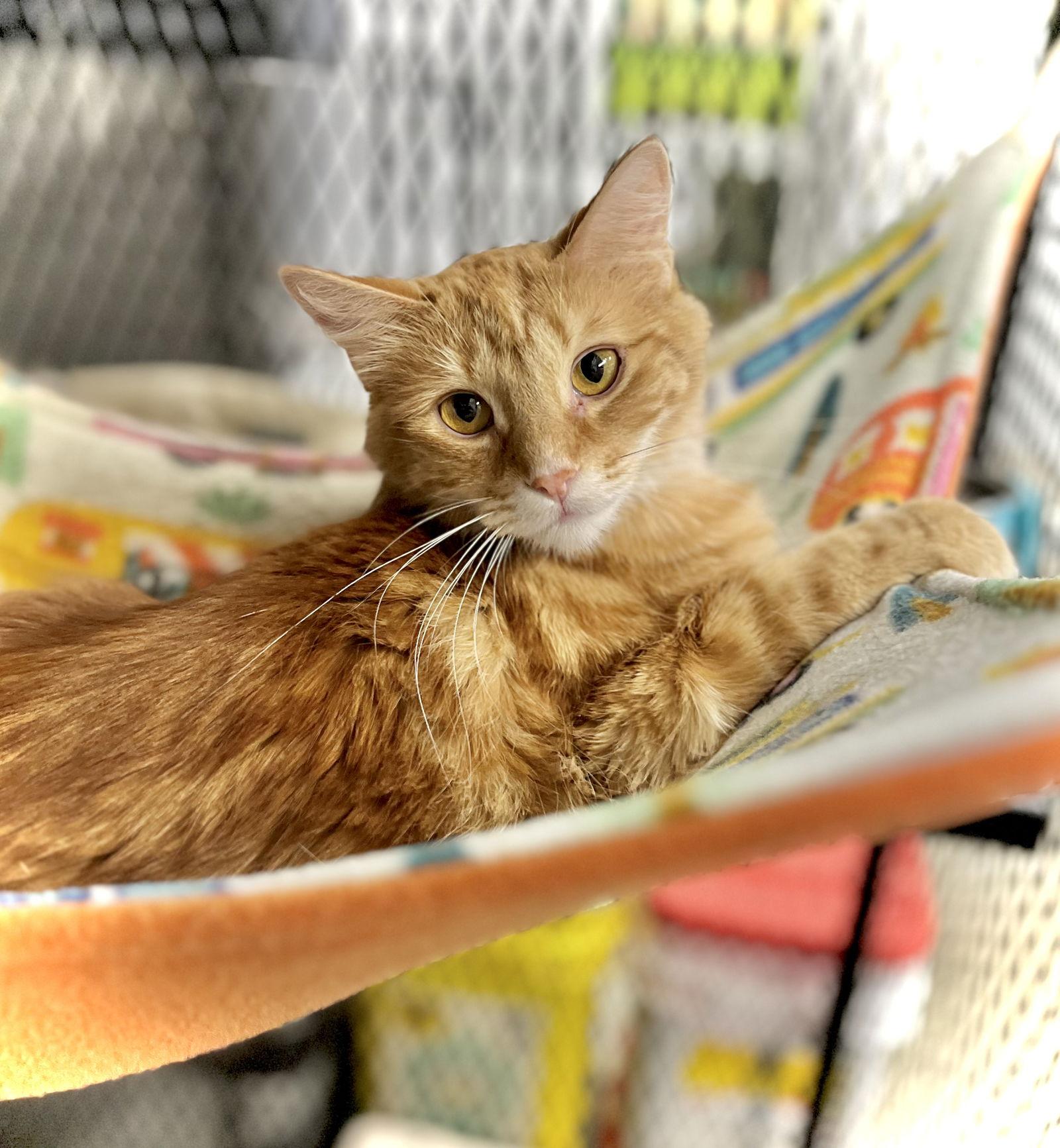 Enlarge Valencia, a Adoptable Domestic Long Hair in Estherville, IA image 2/3