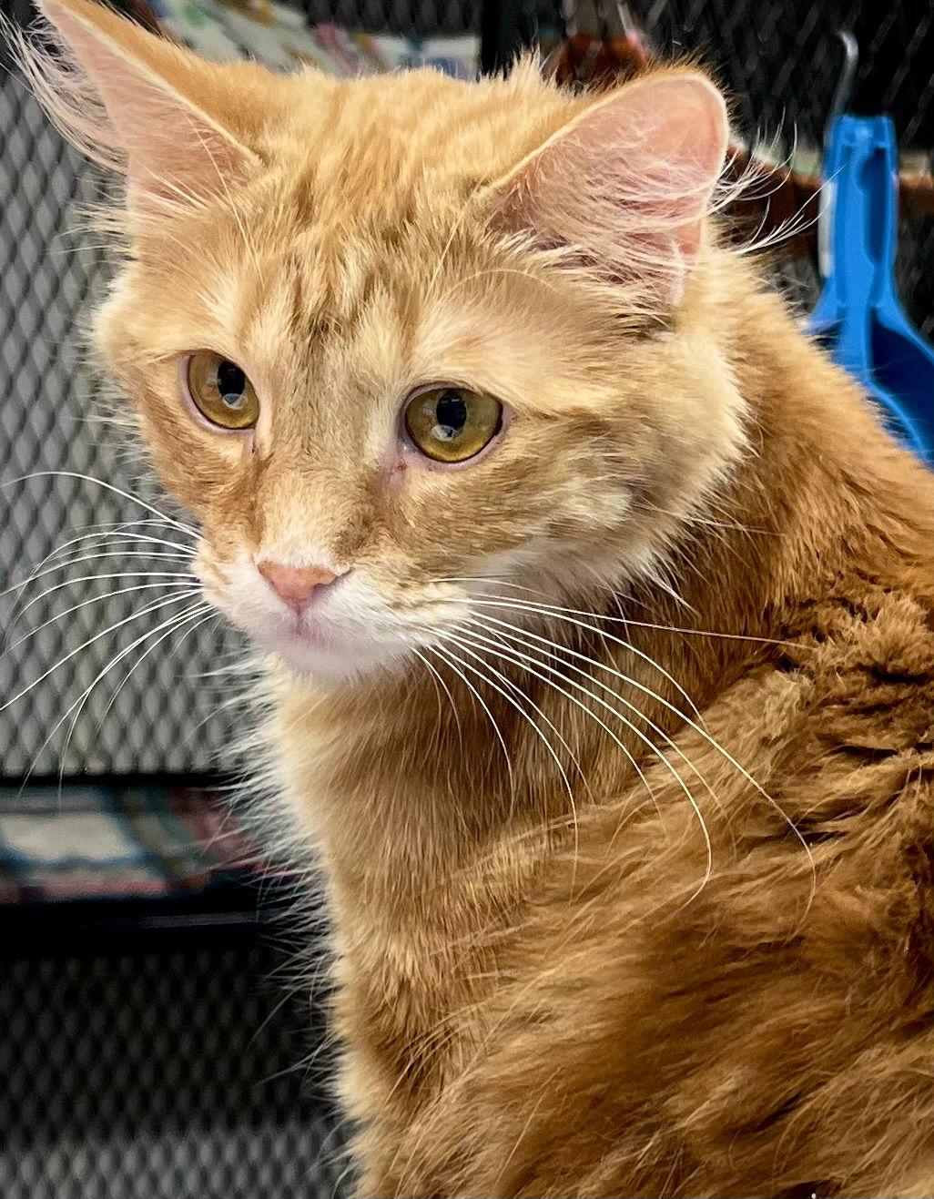 Enlarge Valencia, a Adoptable Domestic Long Hair in Estherville, IA image 3/3