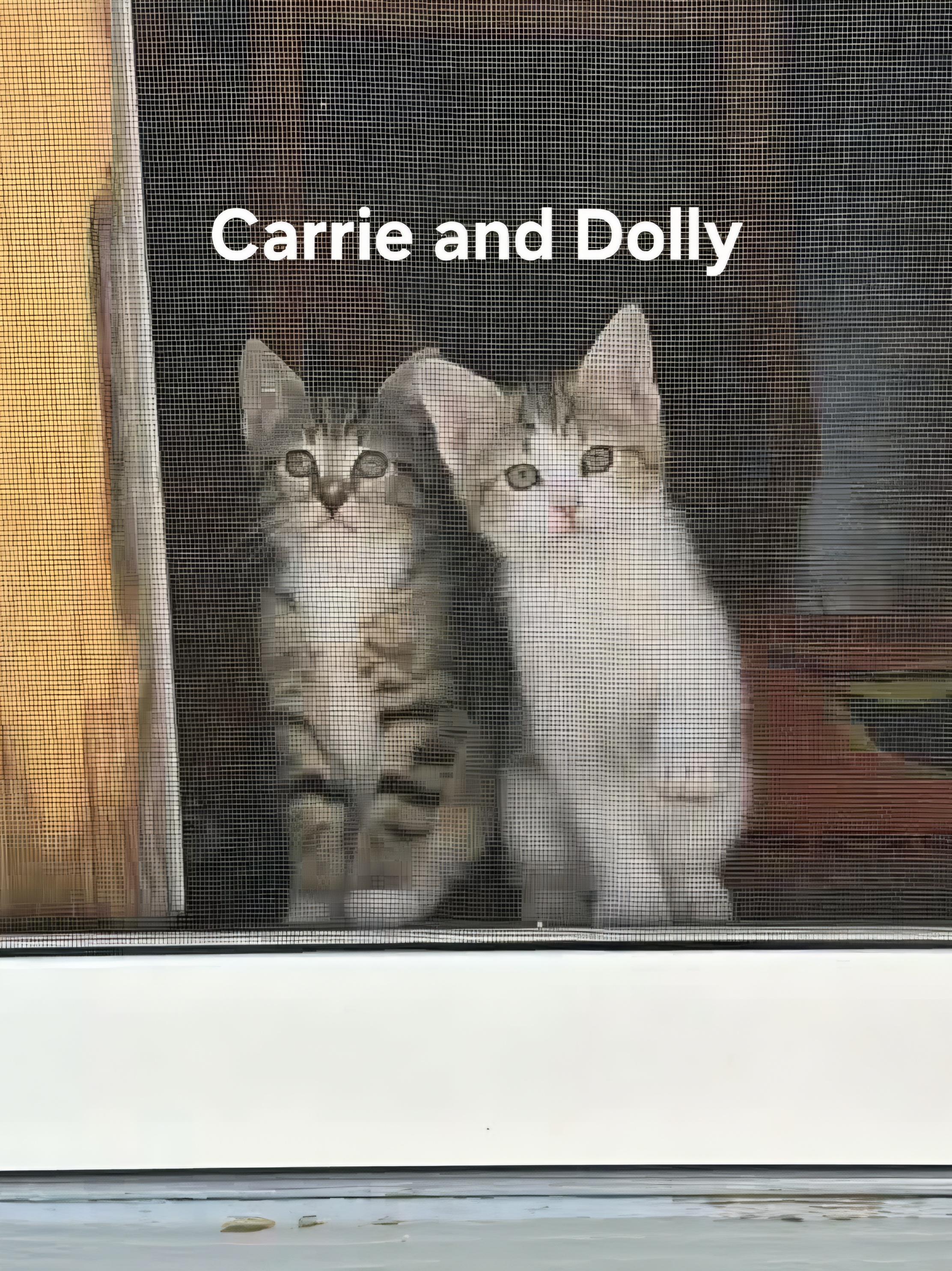 Enlarge Carrie & Dolly, a Adoptable Domestic Short Hair in Chicopee, MA image 3/3
