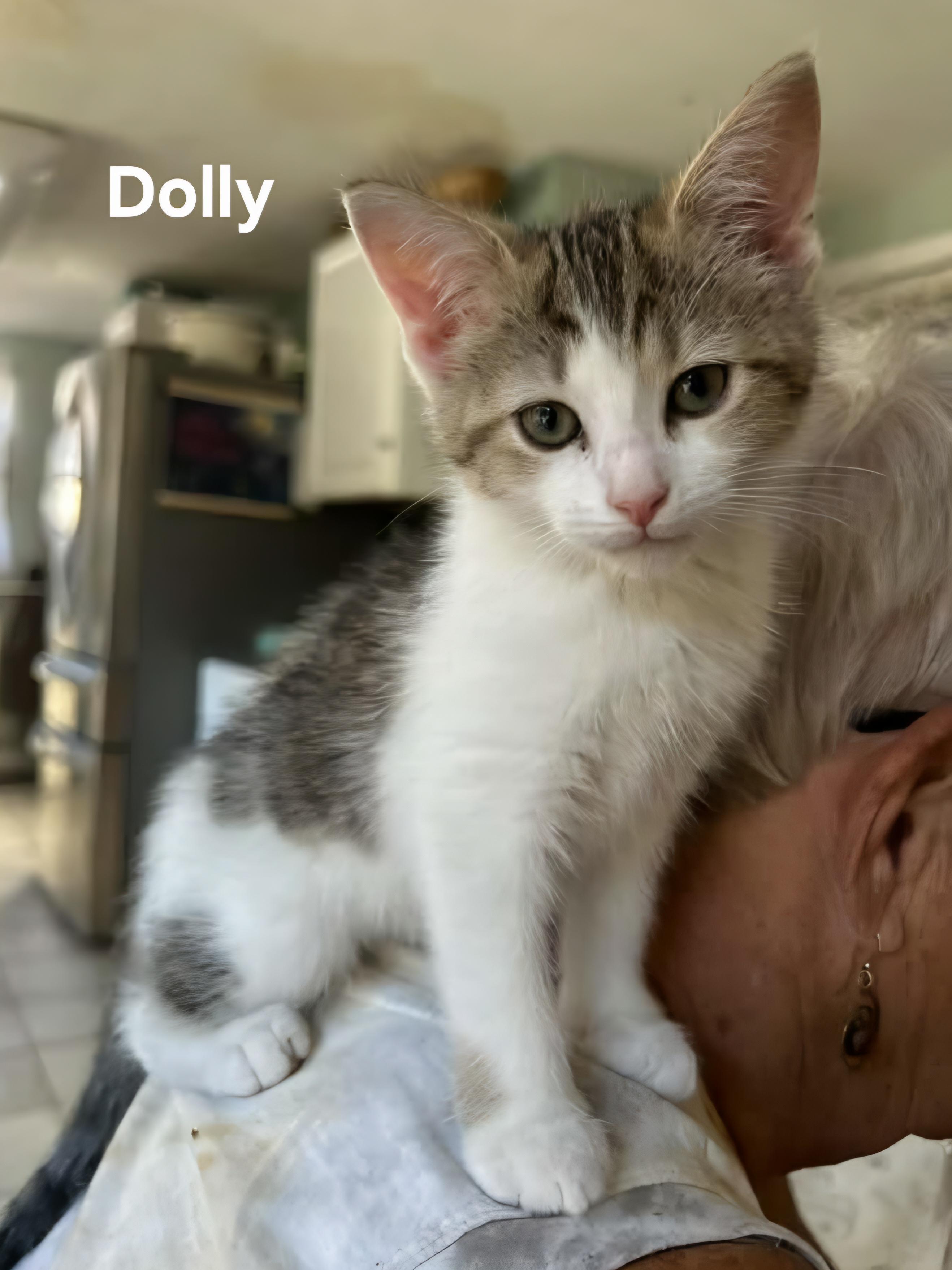 Enlarge Carrie & Dolly, a Adoptable Domestic Short Hair in Chicopee, MA image 1/3