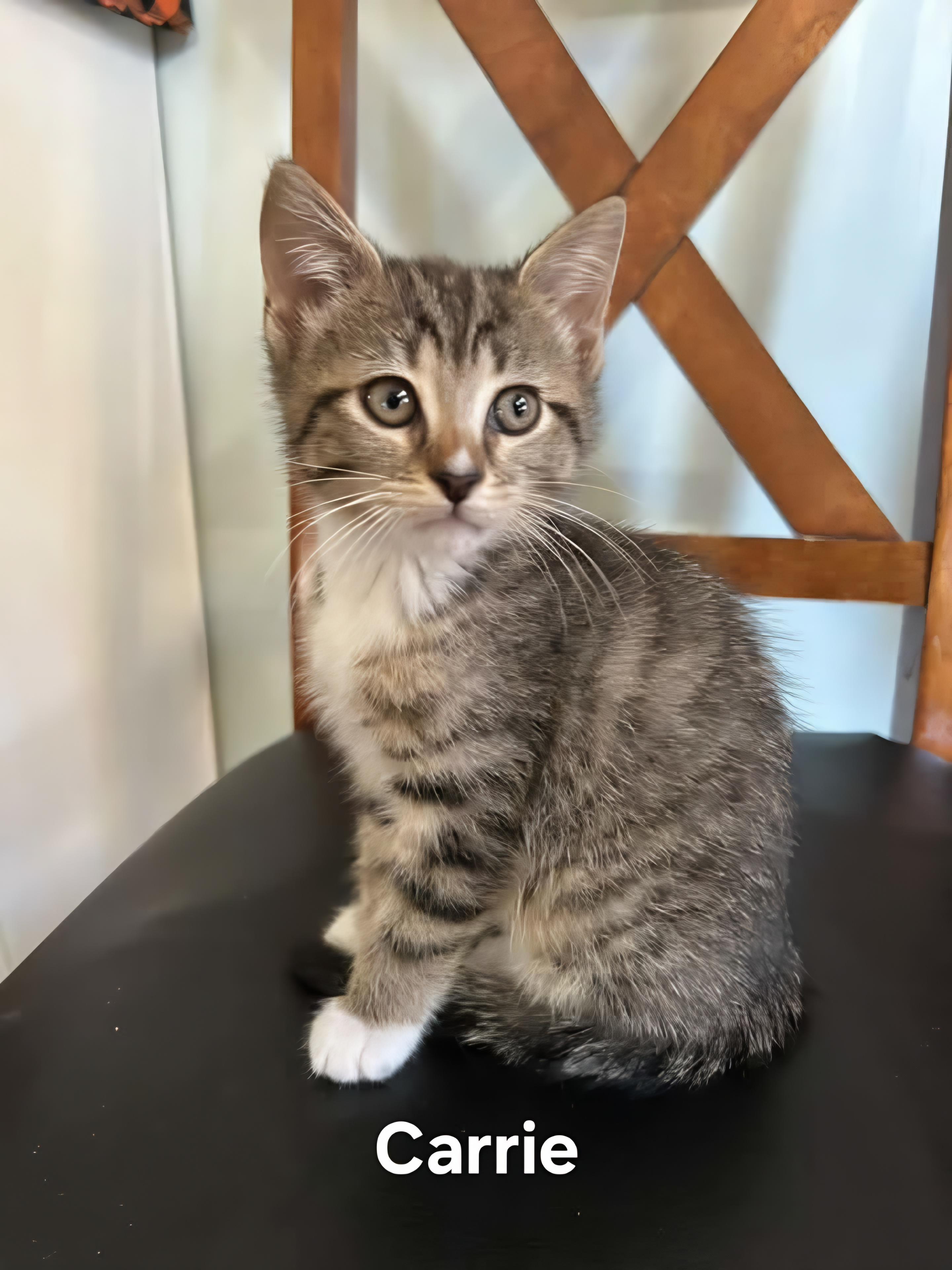 Enlarge Carrie & Dolly, a Adoptable Domestic Short Hair in Chicopee, MA image 2/3