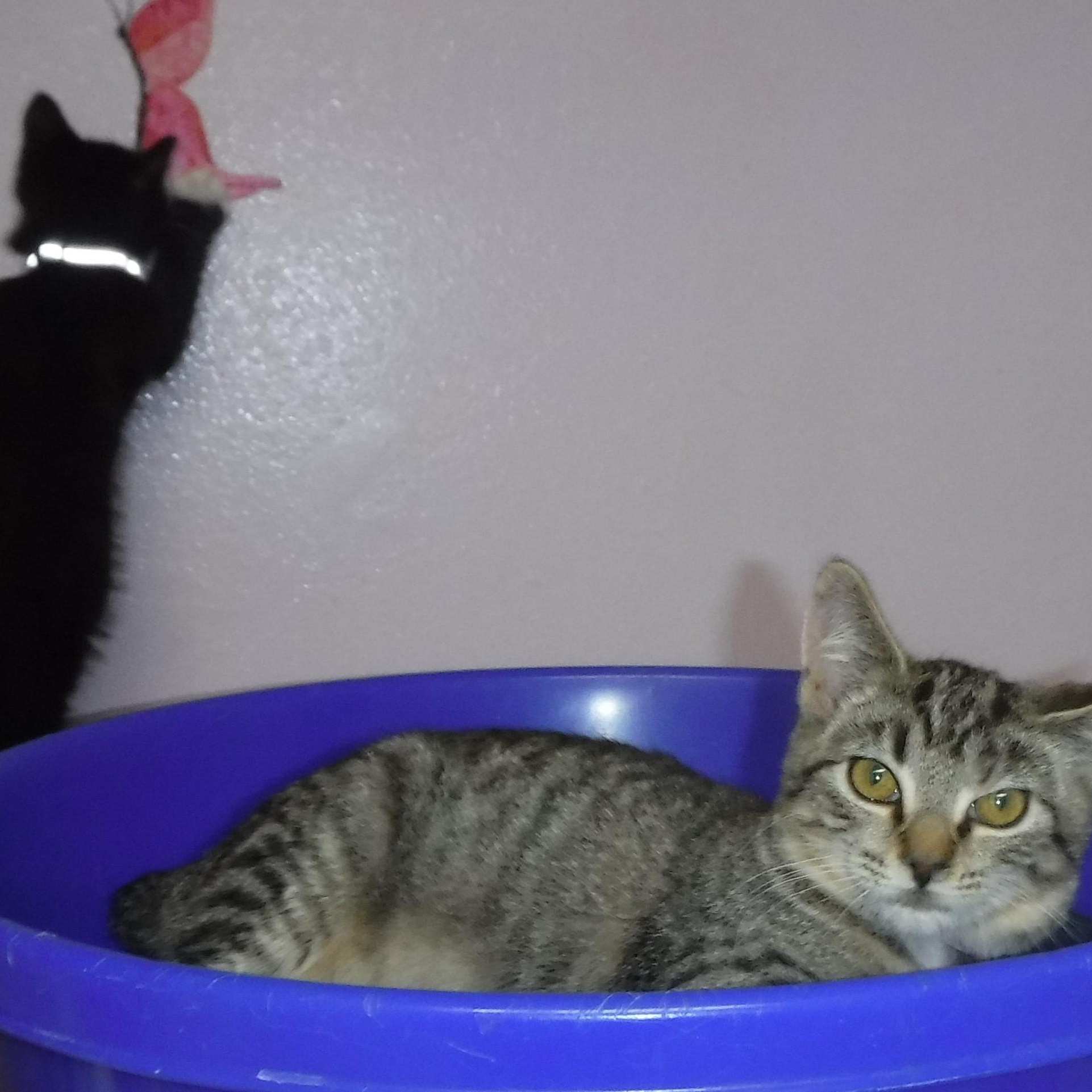 Denny  Sweet Boy thumbnail 2