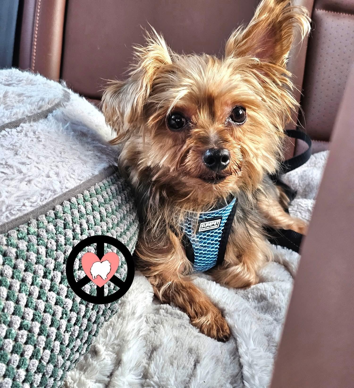 Enlarge Bentlee, a Adopted Yorkshire Terrier in Lebanon, PA image 2/3
