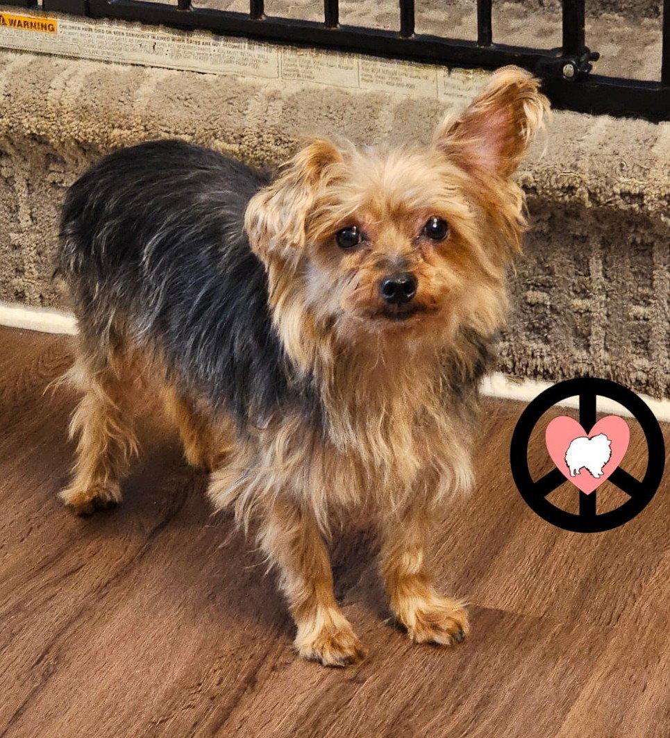 Enlarge Bentlee, a Adopted Yorkshire Terrier in Lebanon, PA image 3/3
