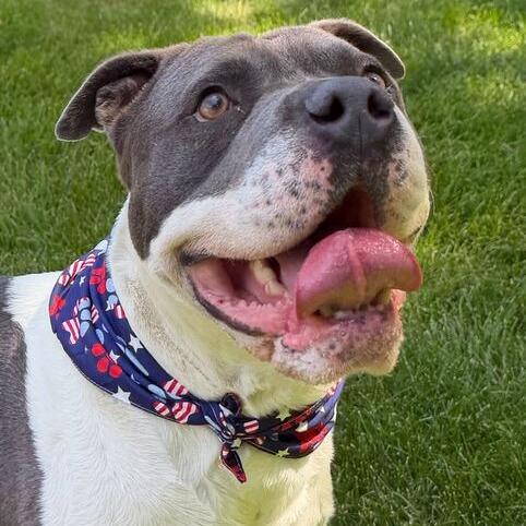 Enlarge ZaZu, a Adoptable mixed breed in Dayton, OH image 1/5