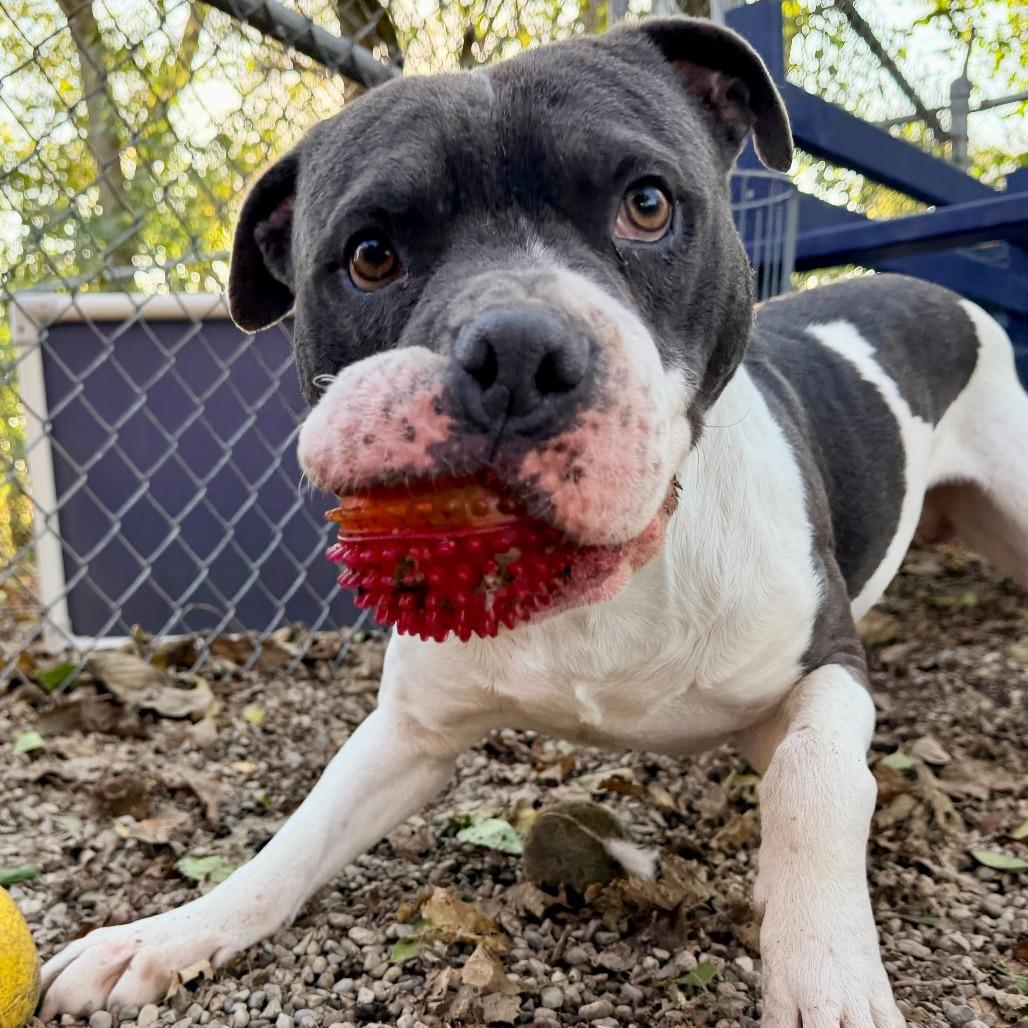 Enlarge ZaZu, a Adoptable mixed breed in Dayton, OH image 2/6