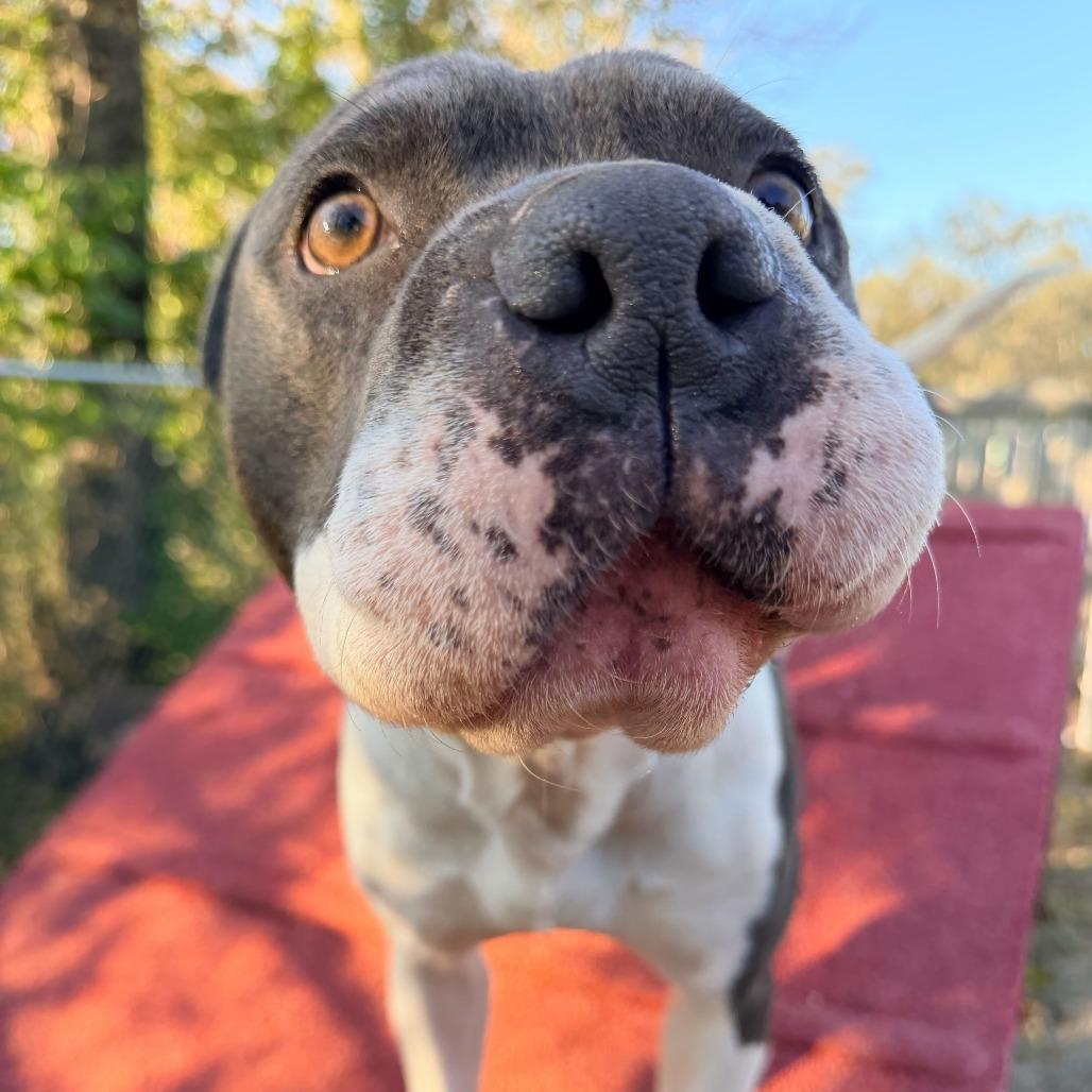 Enlarge ZaZu, a Adoptable mixed breed in Dayton, OH image 4/6