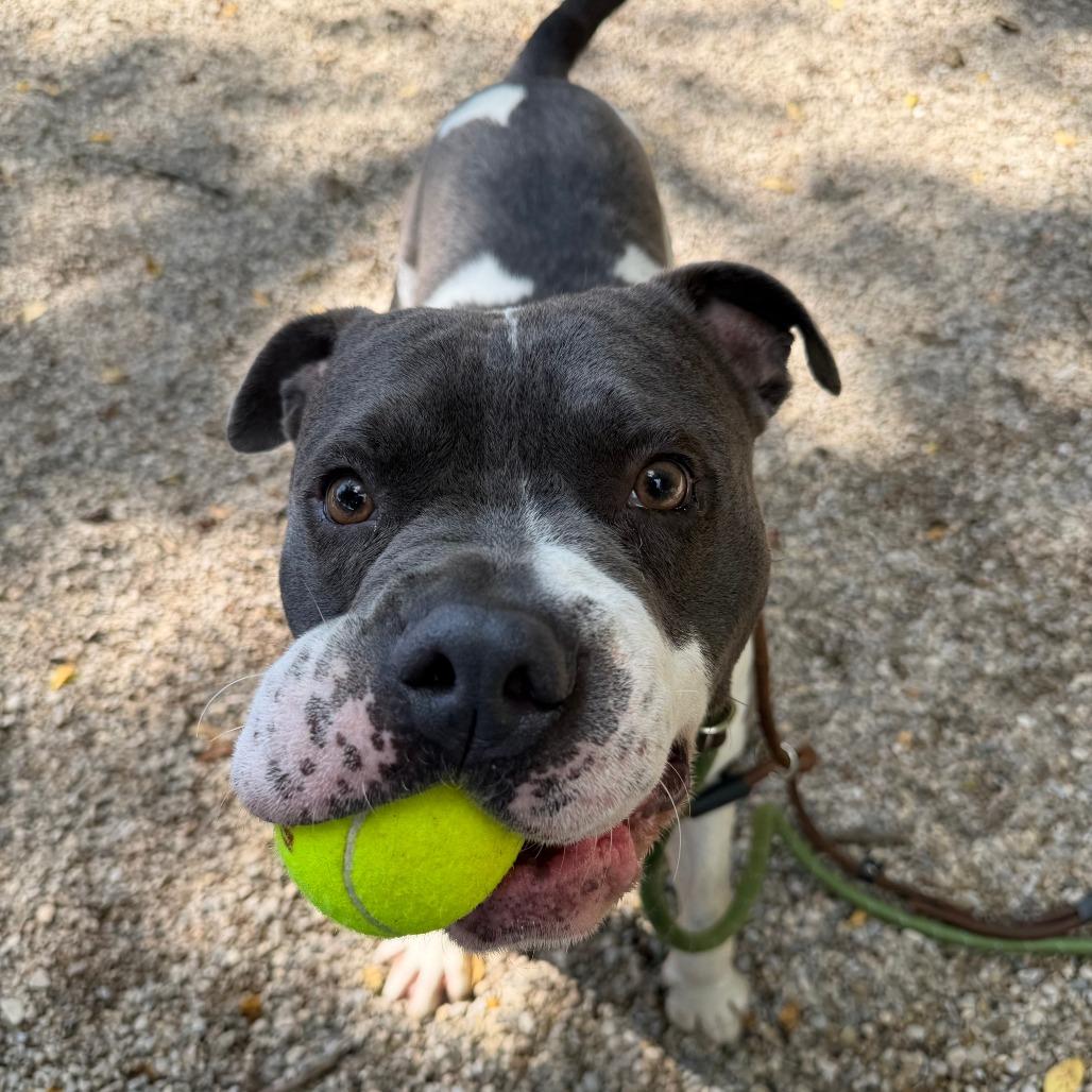 Zazu, a Adoptable mixed breed in Dayton, OH image 5/6