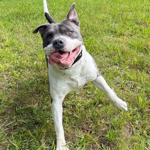 Enlarge ZaZu, a Adoptable mixed breed in Dayton, OH image 5/6