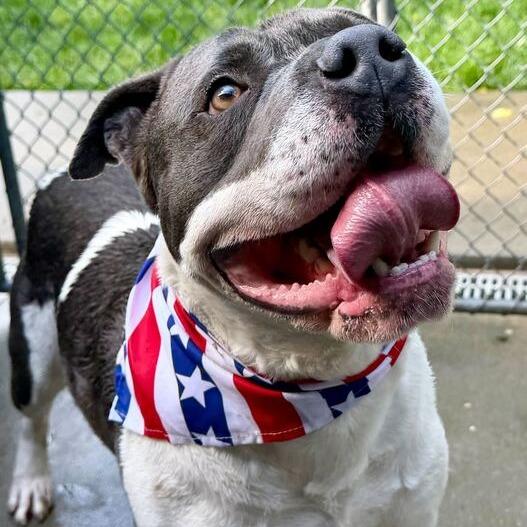 Enlarge ZaZu, a Adoptable mixed breed in Dayton, OH image 5/6