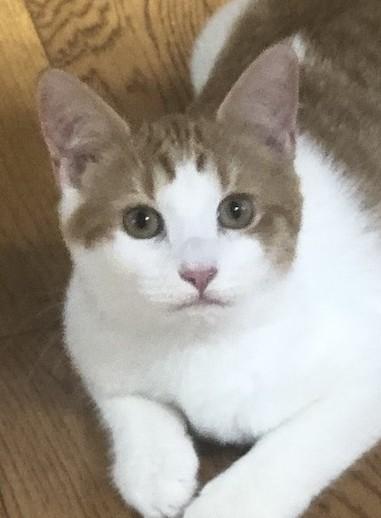 Stella