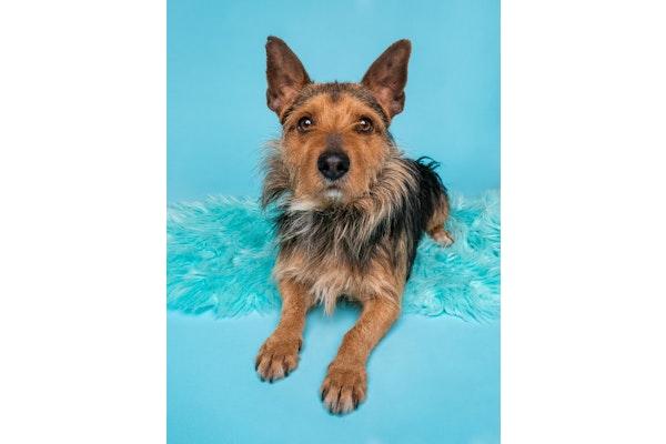 Alfalfa, Adoptable, Young Male Australian Terrier & Norwich Terrier.