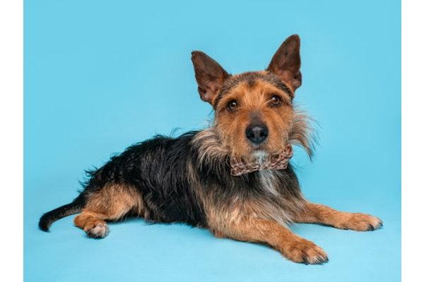 Alfalfa, a Adoptable mixed breed in Palo Alto, CA image 2/3