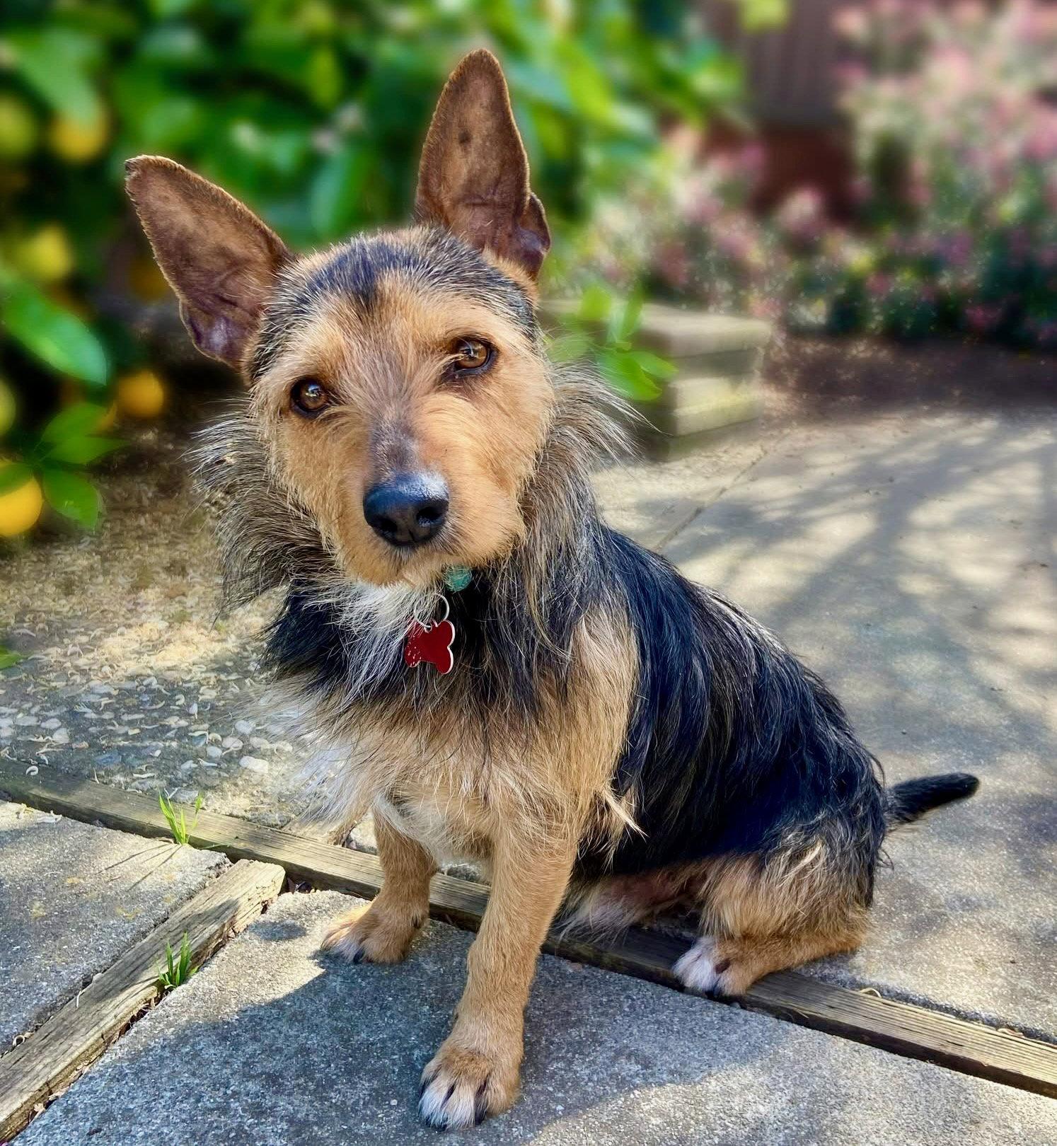Alfalfa, a Adoptable mixed breed in Palo Alto, CA image 3/3