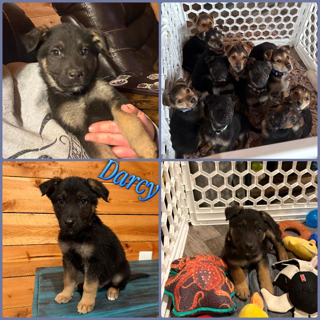 Darcy, Adoptable, Puppy Male German Shepherd Dog.