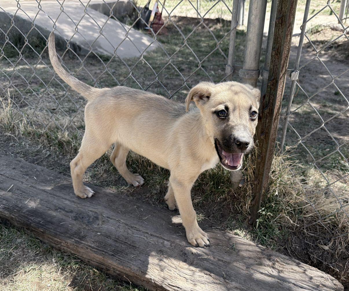Enlarge Spark aka Sparky, a Adoptable Mixed Breed in El Paso, TX image 5/6