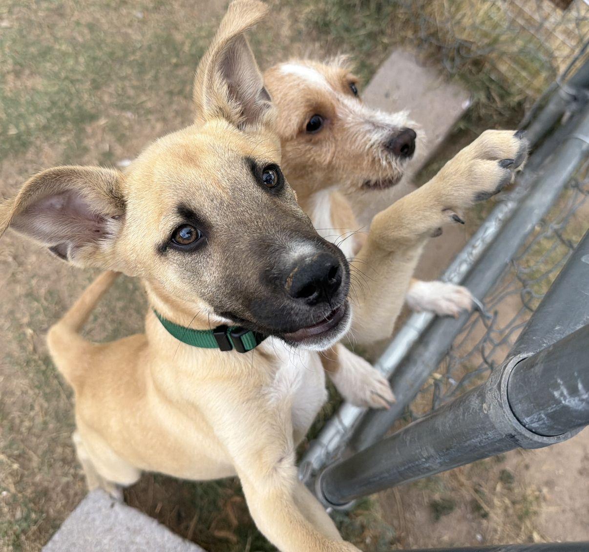 Enlarge Spark aka Sparky, a Adoptable Mixed Breed in El Paso, TX image 4/6